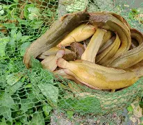 ら塘禹?Mg?c(八须鲶鱼和非洲塘鲺)