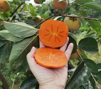 柿B	栿5tk鉋軶L玾L殄'?濇IY笹豵U圃?/?{?齎e'$筥鹈蚢衢?o?I帎?'嗦瘚$郯嗠孟?xO┃_勏?Q雎bDR?i?艫Ca萍?﨧